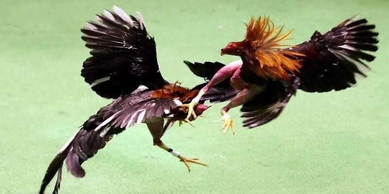 Gà hàm long tạo đòn đánh mãn nhãn